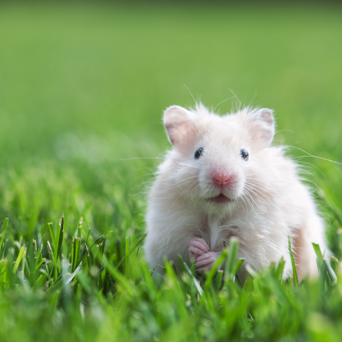 Hamsters
