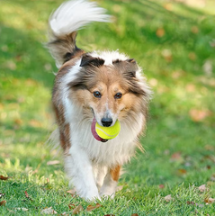 Pet tennis launcher ball dog bite